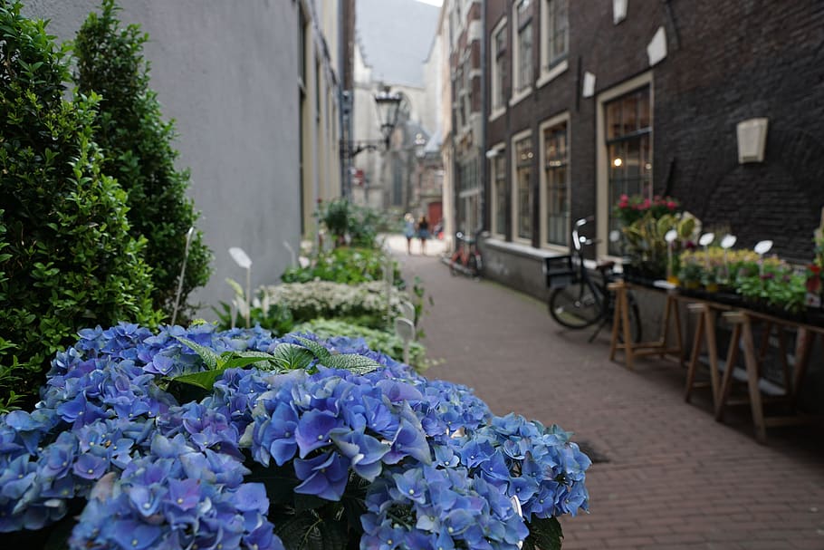 road, amsterdam, flowers, tourism, travel, bike, holland, tradition, summer, autumn