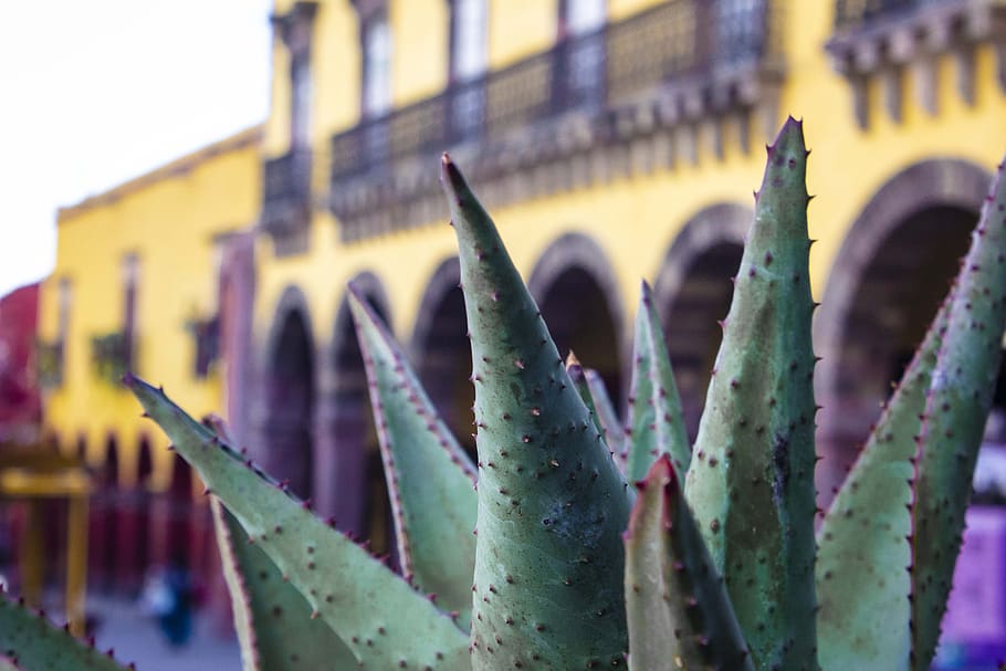 mexico, colonial city, mexican, historic, perspective, square, succulent plant, cactus, growth, thorn