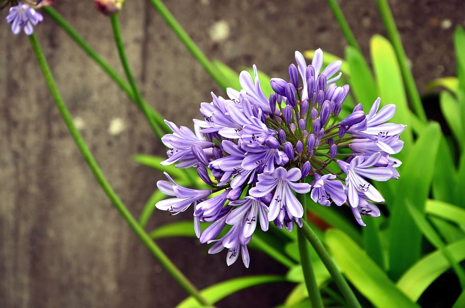 Royalty-free agapanthus photos free download | Pxfuel