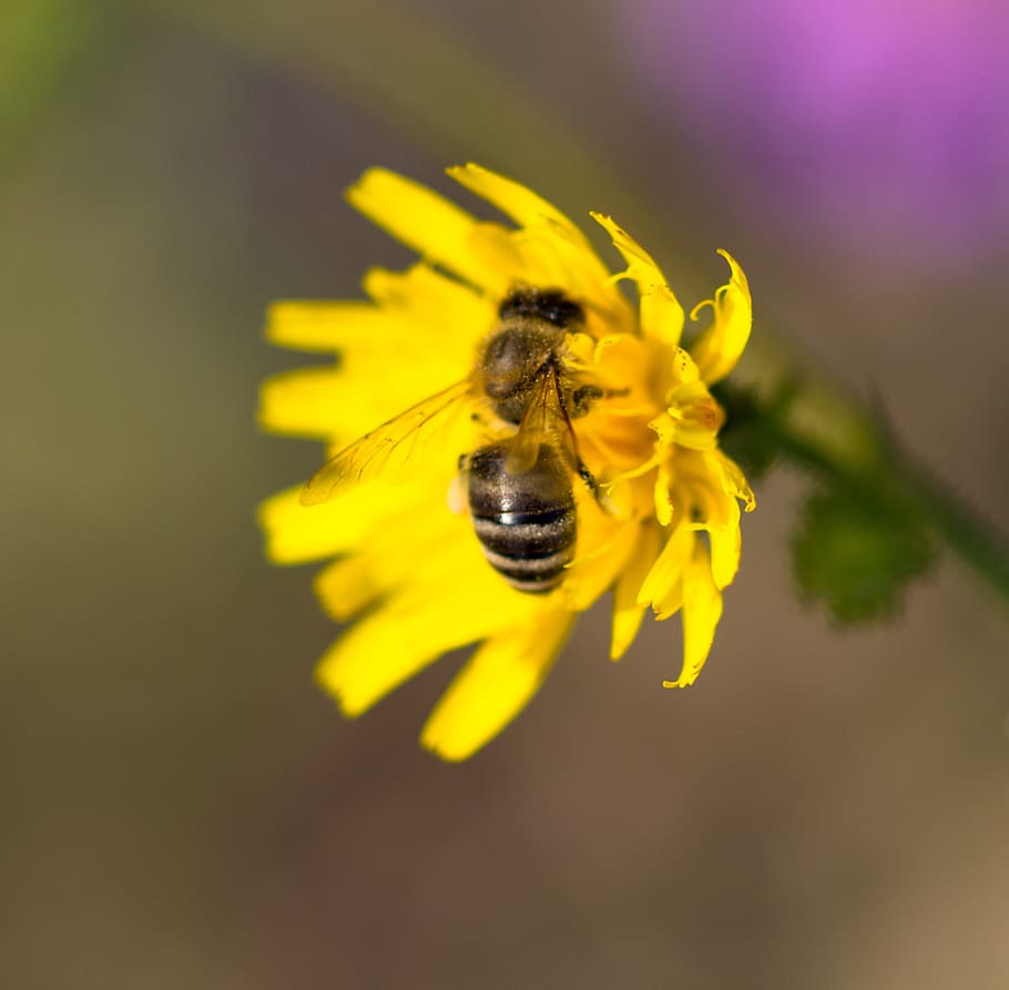 крупным планом, цветок, пчела., пчела, лепесток, зеленый, насекомое, цветущее растение, Беспозвоночный, Дикая природа животных
