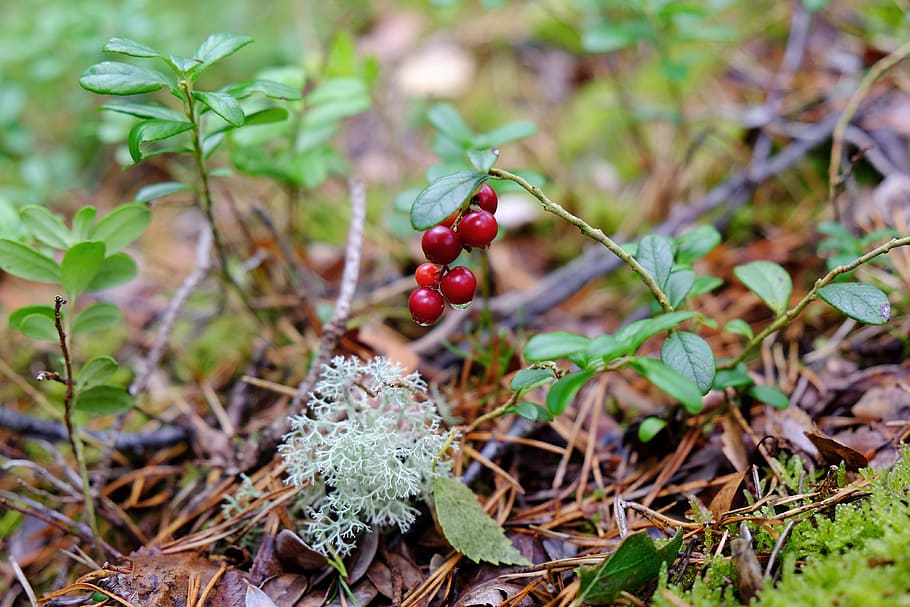 forest berries, berries, berry, forest, green, nature, outdoor, red, food, food and drink