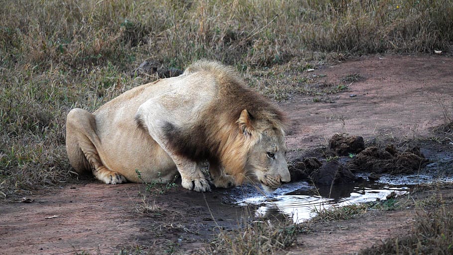Лева попит. Лев пьет воду. Жажда у животных. Пьющий Лев. Лев пьющий воду.