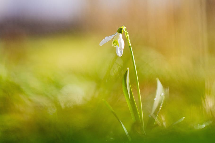snowdrop, spring, nature, snow bell, close up, garden plant, plant, beauty in nature, flower, freshness