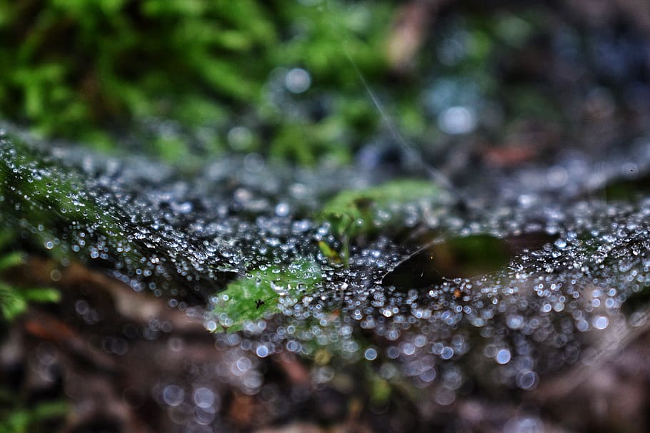 drops, rain, rainy, days, forest, calm, spiderweb, nature, water, drop