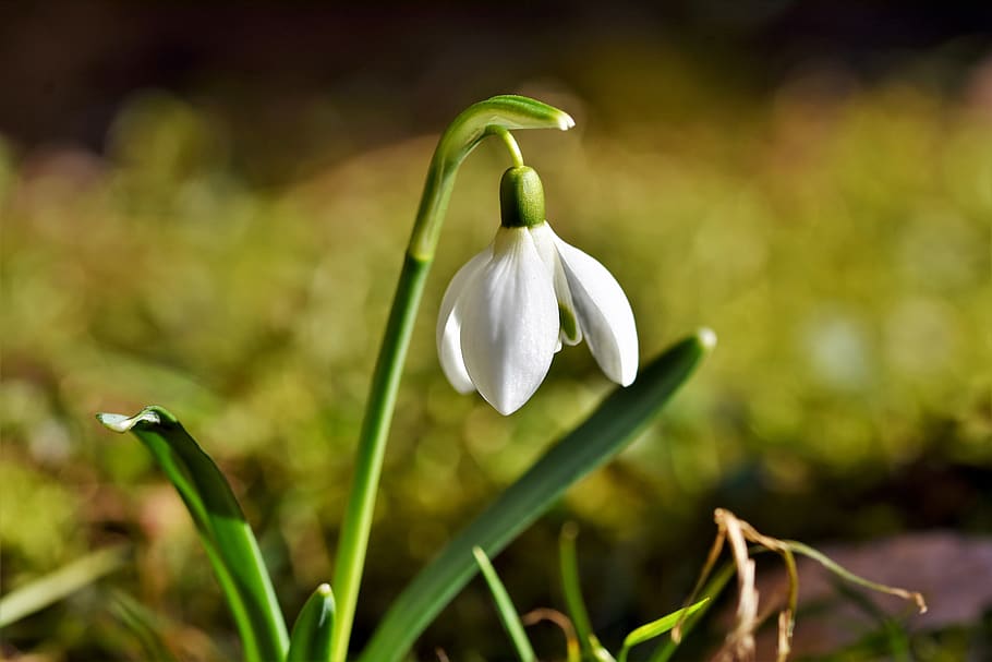 snowdrop, snow bell, spring bells, flower, blossom, bloom, spring, signs of spring, early bloomer, plant