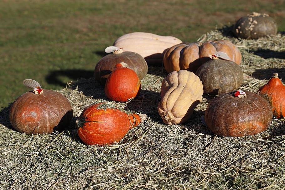 pumpkins, pumpkin, orange, halloween, october, colorful, alimentari, autumn, seasonal, eat