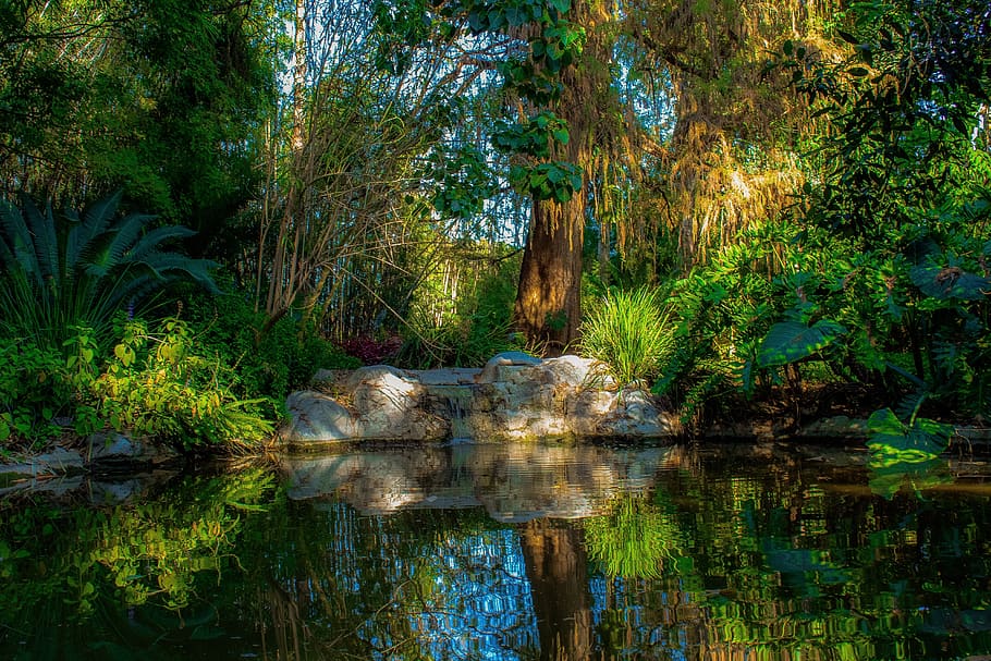 https://p0.pxfuel.com/preview/509/894/524/pond-peaceful-nature-water.jpg