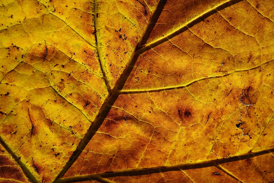 leaf, veins, pattern, back light, golden, autumn, bright, plant part, full frame, backgrounds