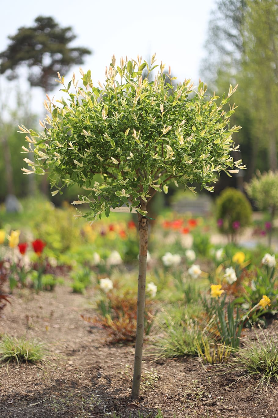 árvore, aparar, jardim, verde, limpeza, jardinagem, madeira, plantas, primavera, planta