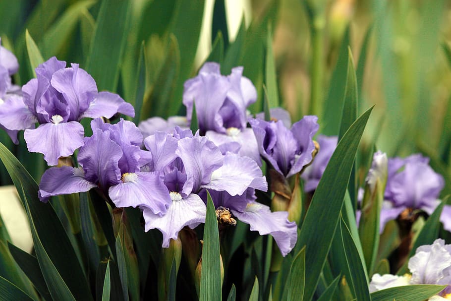 iris, iris morado, flores, flores moradas, iris barbudo, generosamente, naturaleza, flores de jardín, jardín, flores hermosas