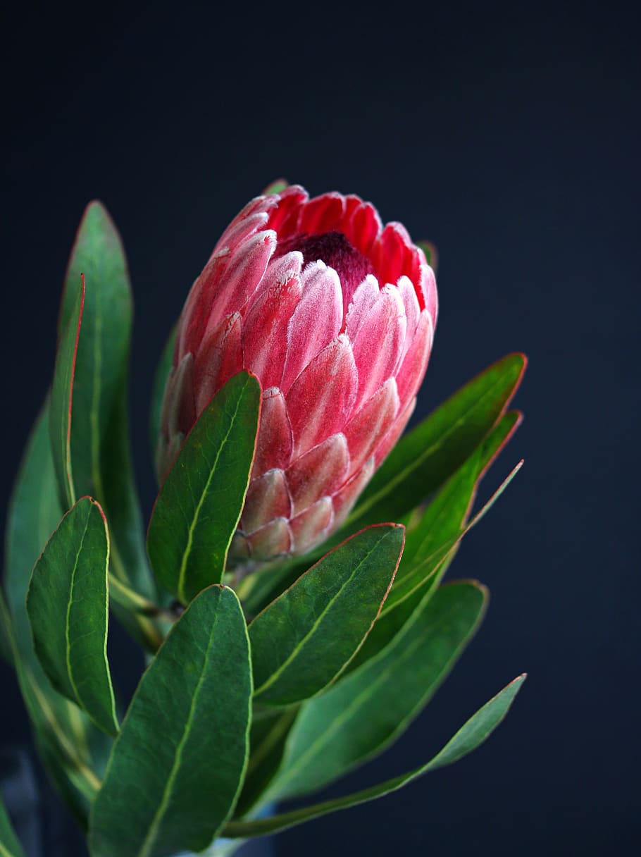 protea, vase, plant, flowers, bloom, botany, petals, leaf, bouquet, close-up