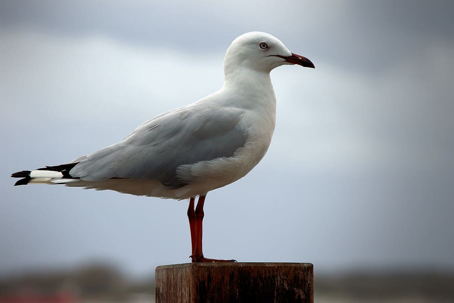 seagull, sentinel, guarding, laridae, gull, tern, ocean, seaside, nature, birds