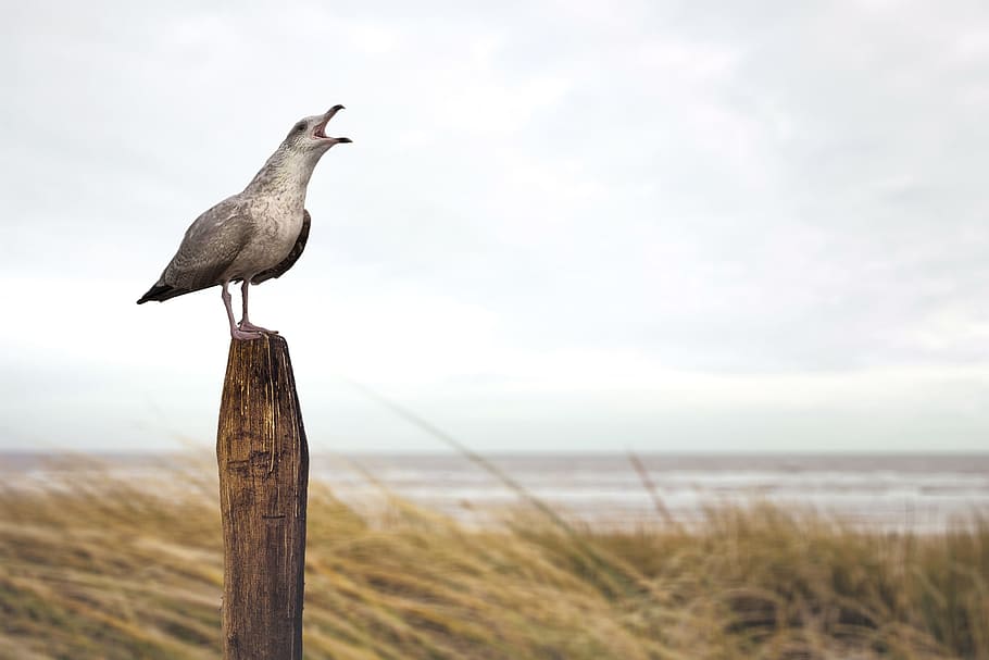 seagull bird, animals, beach, bird, birds, post, sand, stake, wood, animal themes