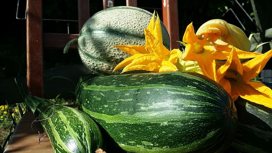 daily, harvest:, zucchini, zucchini flowers, melons!, freshness, flower, food and drink, food, flowering plant