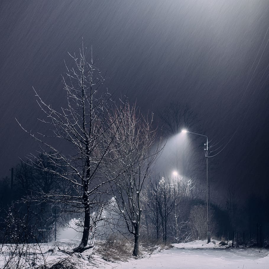 snow, dark, night, trees, lights, lamp posts, sky, outdoors, nature, cold temperature