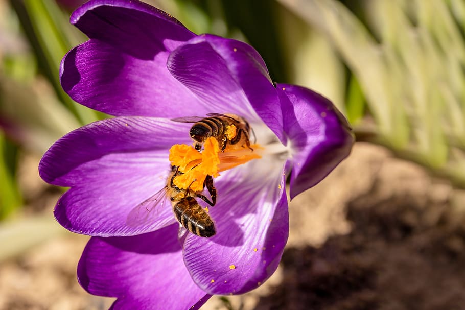 bees, crocus, honey bees, insect, collect pollen, spring, nectar, pollination, foraging, close up