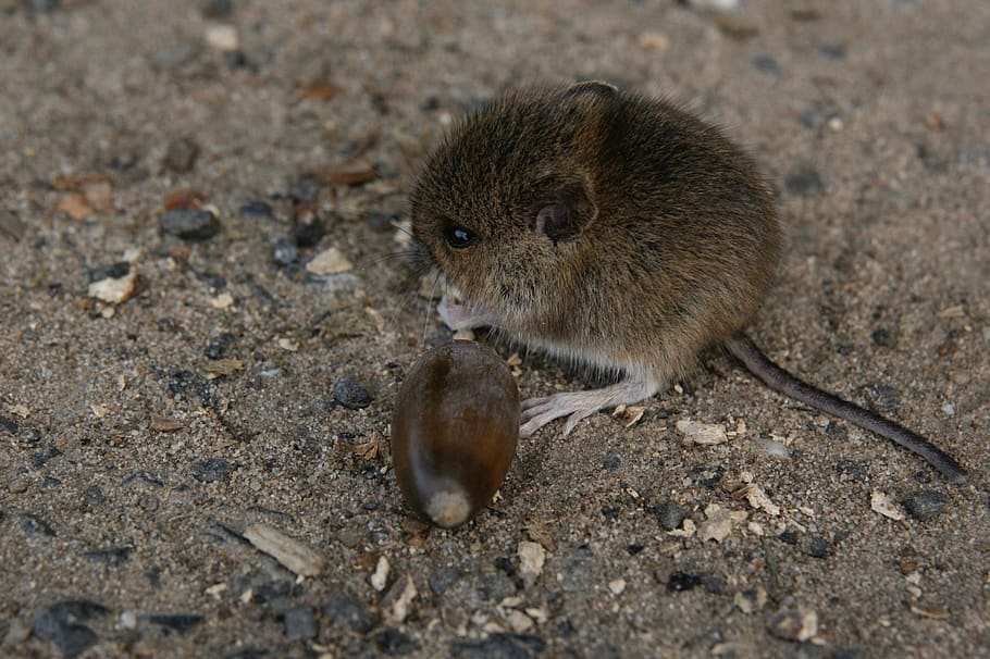 mouse, acorn, field mouse, animal themes, animal, animal wildlife, mammal, animals in the wild, one animal, rodent