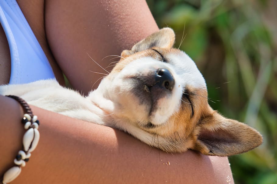 dog, puppy, sleep, face, animal portrait, satisfaction, mammal, one animal, human body part, one person