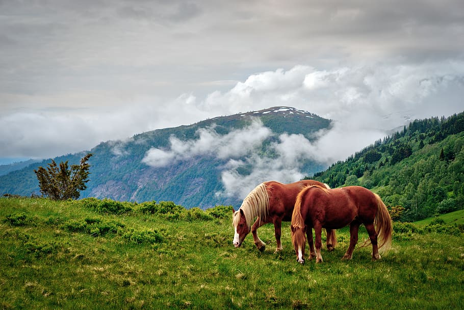 grass, nature, outdoors, hayfield, landscape, horses, mountain, norway, mammal, animal