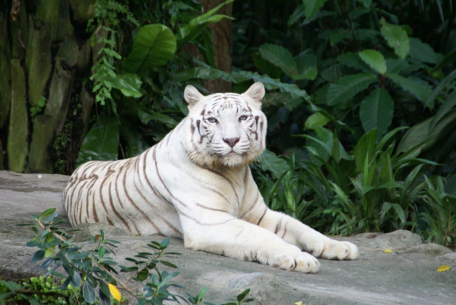 animal, tiger, white tiger, animal world, predator, nature, carnivores, wild, big cat, portrait