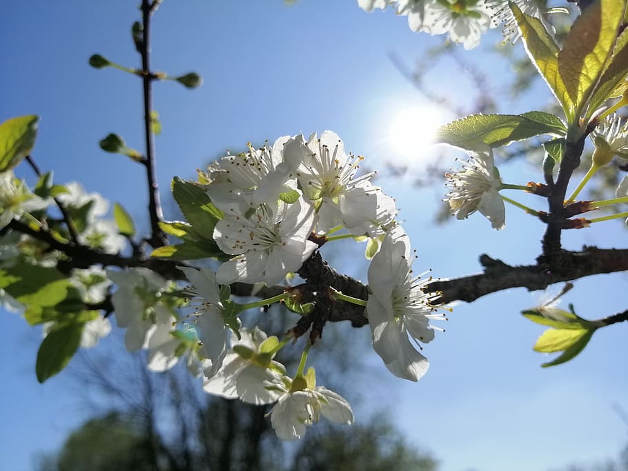 flowers, sun, sky, leafs, branches, nature, wallpaper, landscape, spring, fruit tree