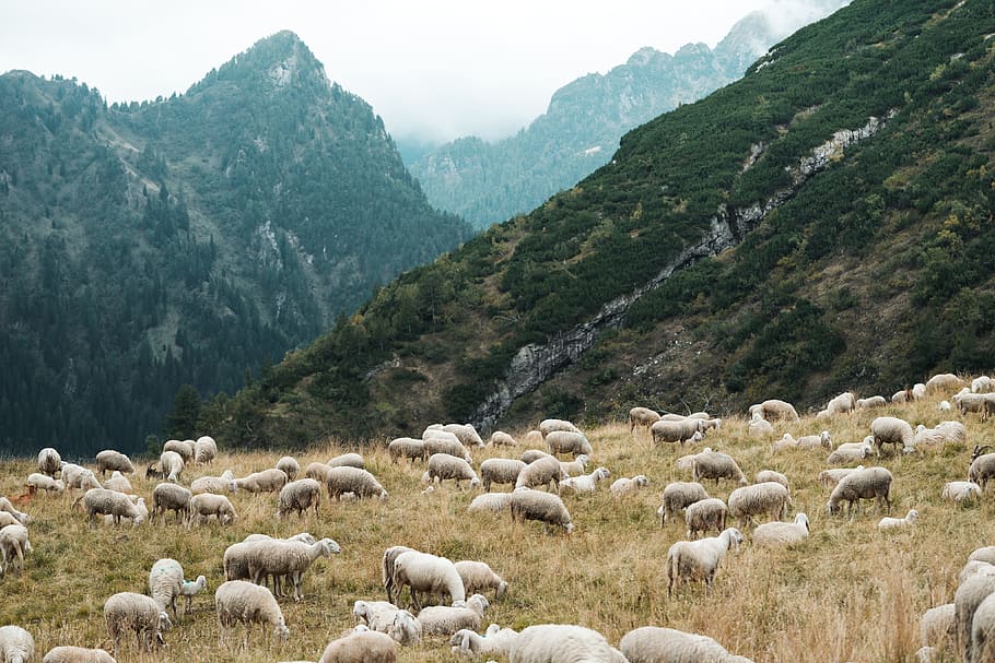 pasto, completo, ovejas, montañas, animales, granja, granjeros, agricultura, rebaños, prado