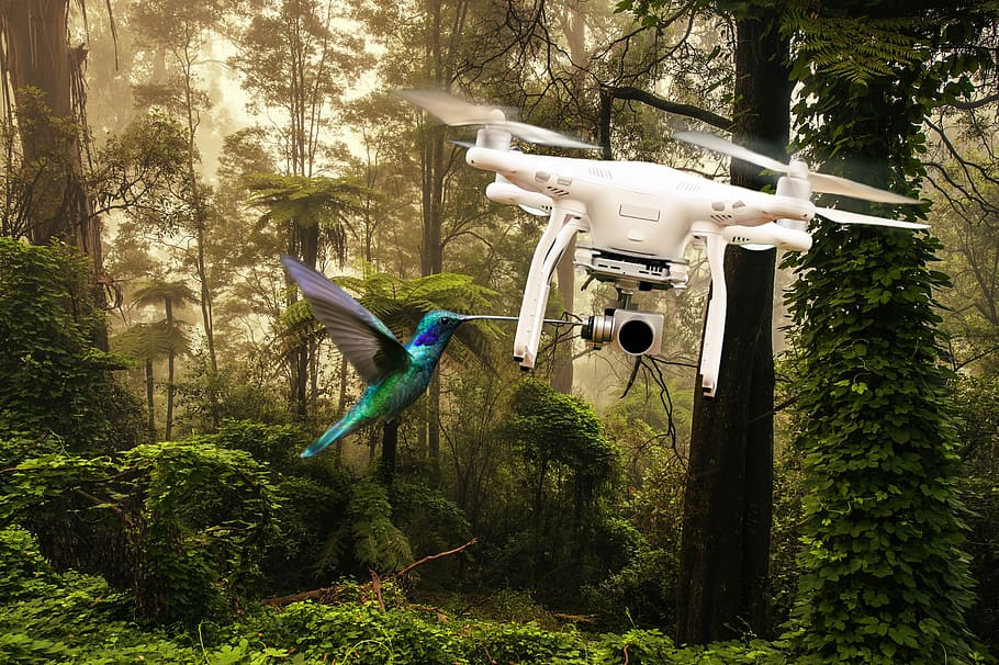 drone, bird, flying, forest, photomontage, wood, tree, nature, park, plant