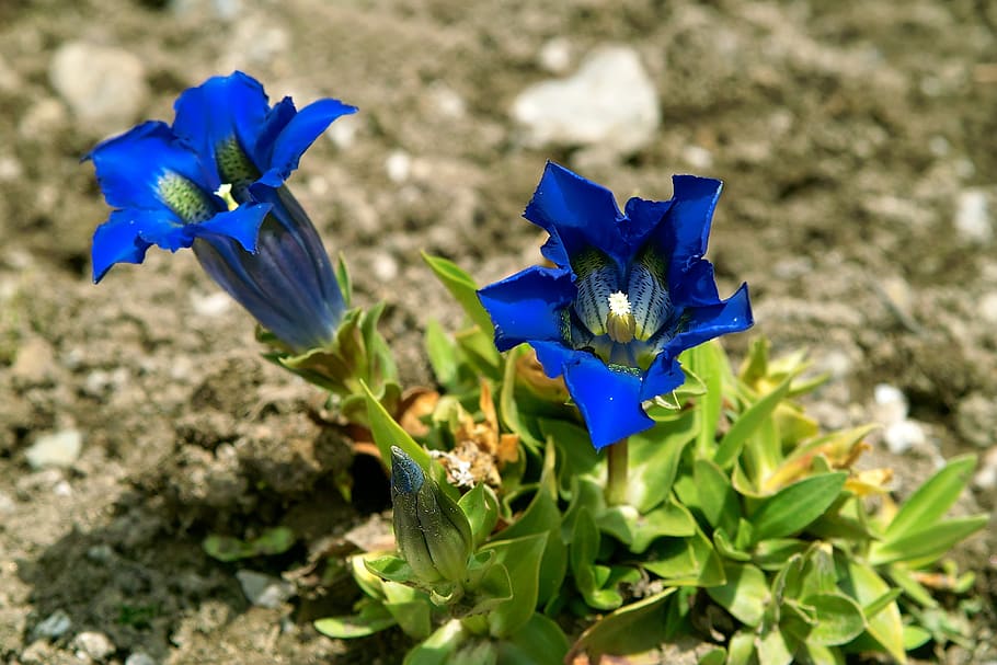 genciana, naturaleza, flora, flor, planta de genciana, planta floreciendo,  planta, pétalo, crecimiento, belleza en la naturaleza | Pxfuel