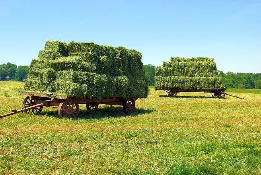 amish hay wagons, hay, bales, wagon, summer, field, harvest, landscape, agriculture, straw