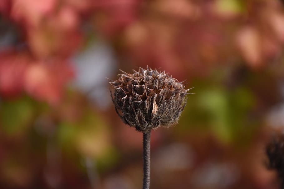 thistle, plant, macro, close up, autumn, fall foliage, fall colors, colorful, dead flower, weed