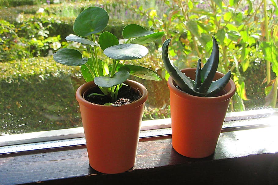 tanaman indoor, ambang jendela, tumbuh, rumah, pot tanaman, sayur, dekoratif, pertumbuhan, pot, tanaman