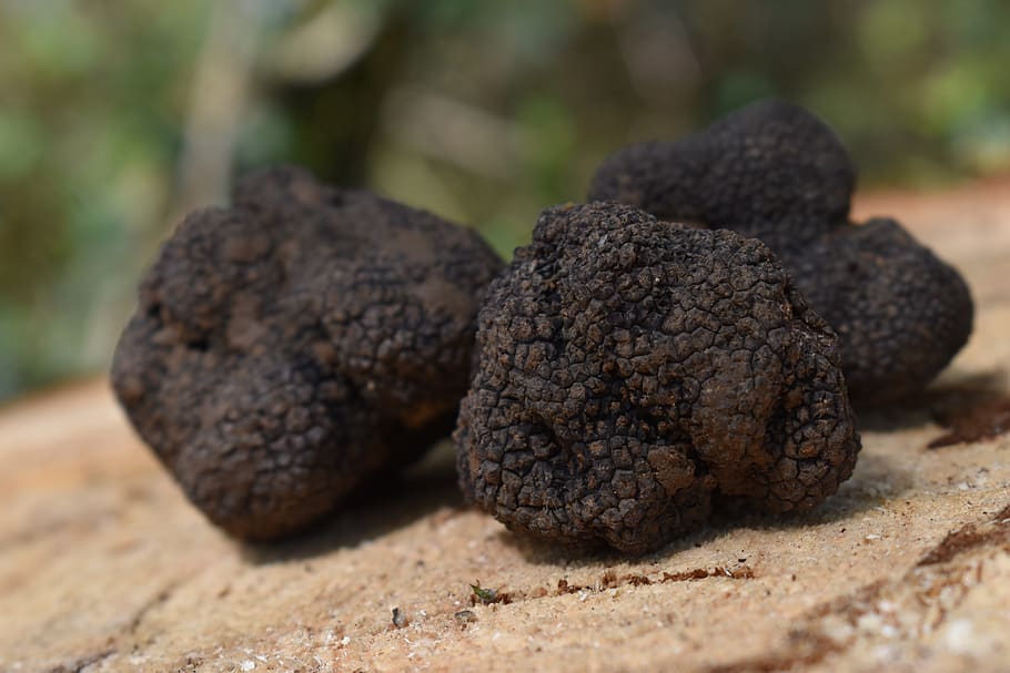 truffles, truffle, aestivum, tuber, close-up, food, food and drink, selective focus, still life, focus on foreground