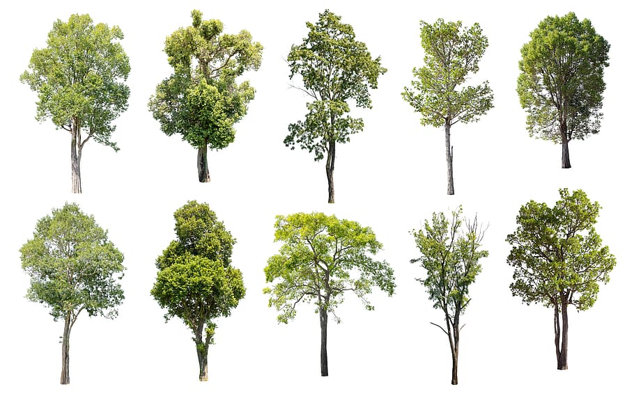 árvore, isolado, natureza, verde, verão, árvores de folha caduca, planta, crescimento, cor verde, ninguém