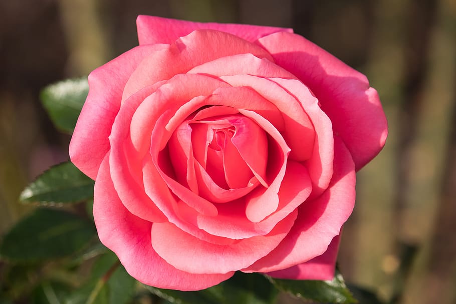 Роуз блоссом. Благородный розовый.
