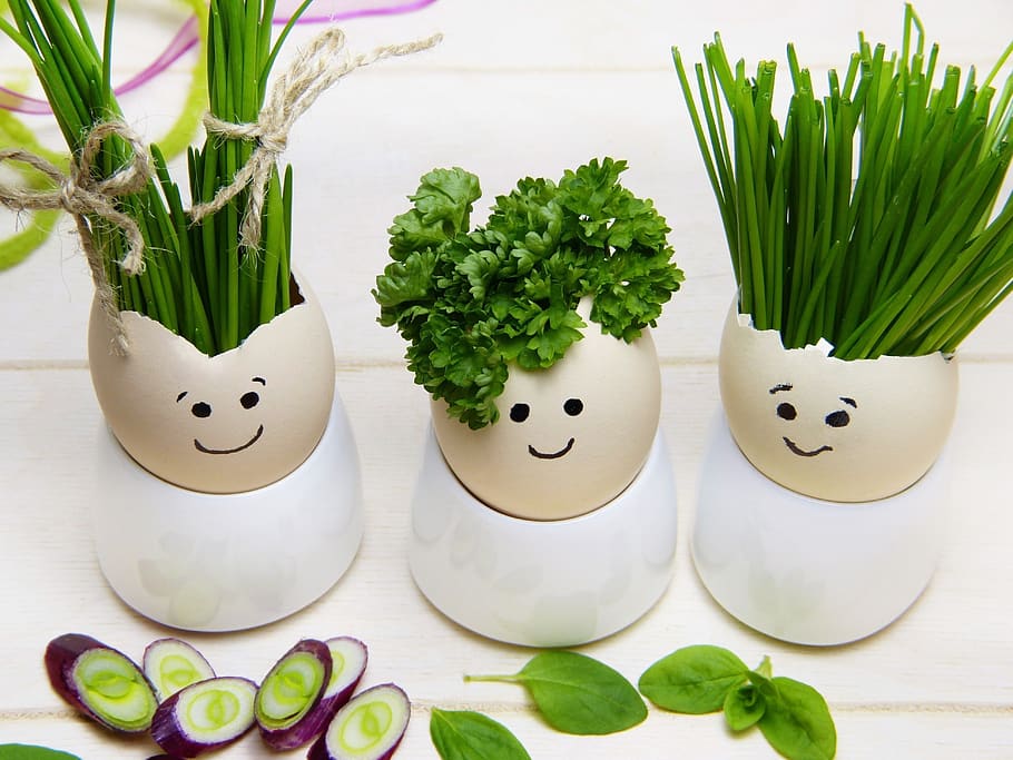 eggshell, egg cups, herbs, hairstyle, hair, easter, easter eggs, greeting card, diet healthy, chives
