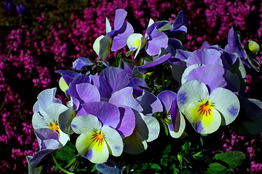 pansies, flowers, spring, nature, flourishing, decorative, colorful, garden, closeup, flowering plant
