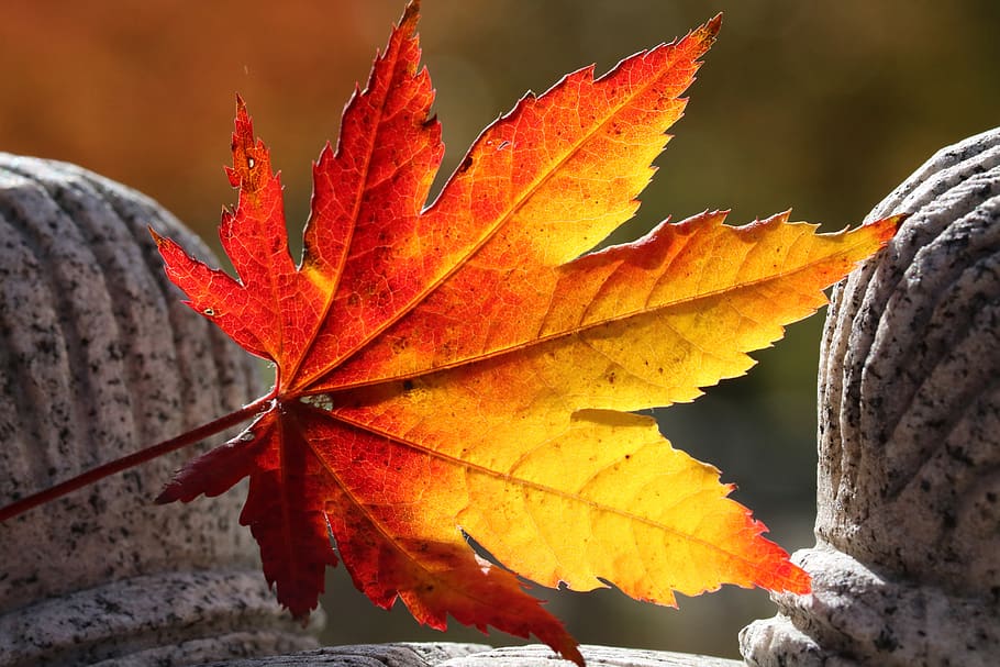 autumn leaves, maple, the leaves, nature, leaf, autumn, colorful, season, of the season, red