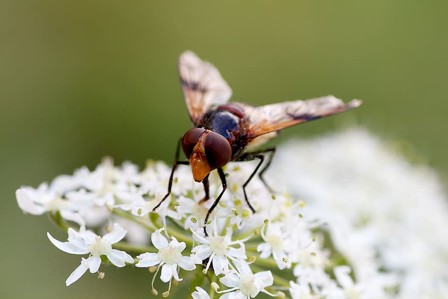 Spread pollen