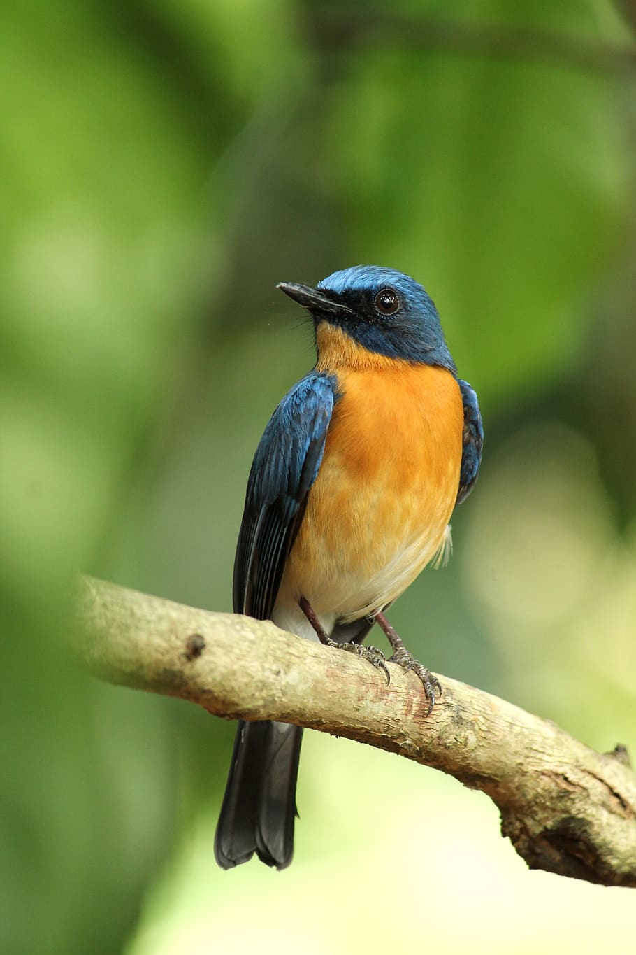 kerala, india, tickell's blue flycatcher, bird, wildlife, animal, outdoors, wild, feather, beak