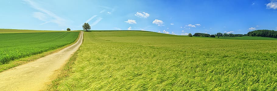 green, farm, field, widescreen, wallpaper, blue sky, grass, summer, still, yellow