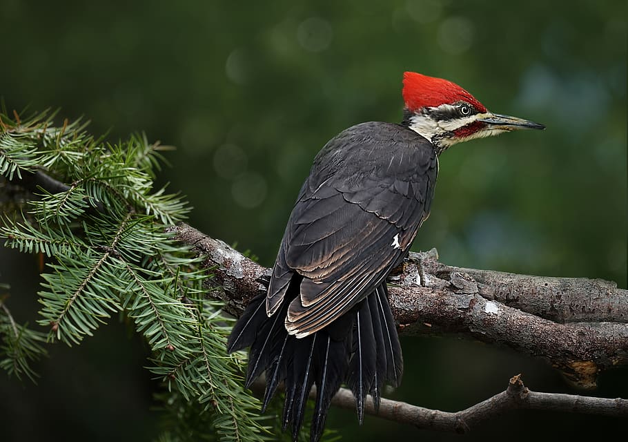 pileated woodpecker, birds, big birds, wilderness, wildlife, vertebrate, bird, animal themes, animal, animals in the wild