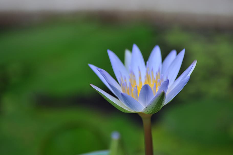 lotus, water lily, pink, thailand, macro, flower, buddha, blue, flowering plant, plant