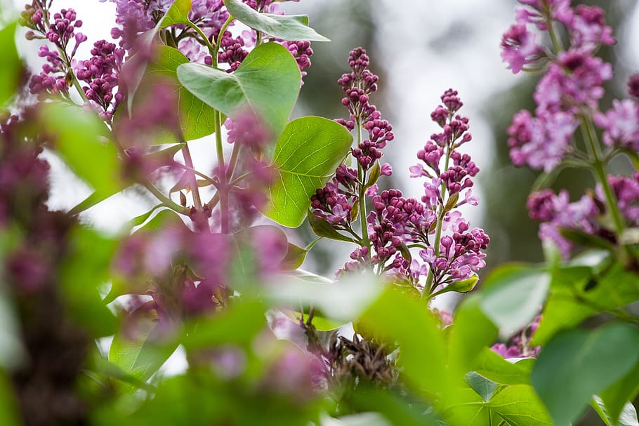 lilac, bush, bloom, nature, in the spring, purple, garden, color, flower, colors