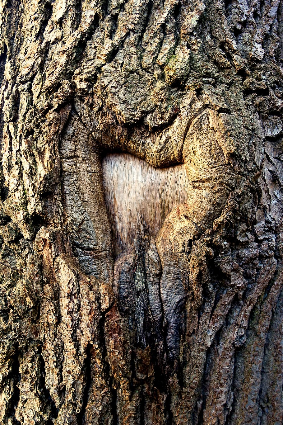 árbol, tronco, tronco de árbol, corteza, cicatriz, árbol marcado, corazón, en forma de corazón, texturizado, fotograma completo