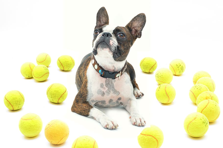 jilly in, boston terrier, dog, balls, absolutely cosmopolitan, white background, tennis ball, striped dog, tennis, ball