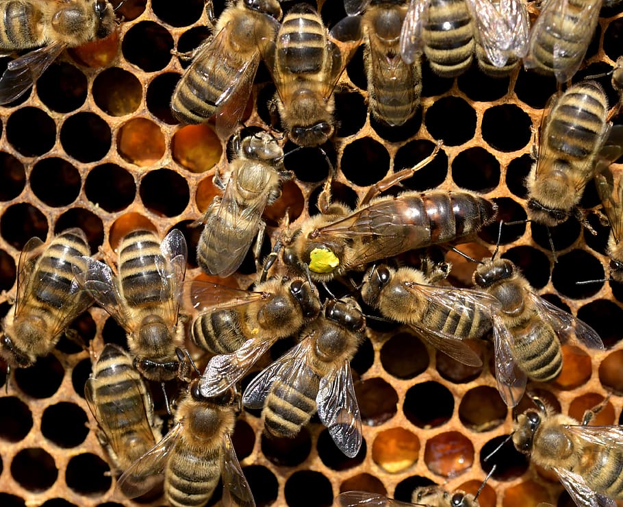 nature, bees, queen bee, insect, honey bee, close up, honeycomb, animal wildlife, group of animals, animals in the wild