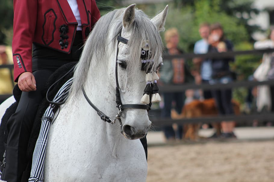 andalusians, horse, spain, pre, reiter, ride, caballo, horses, spanish, pferdeportrait