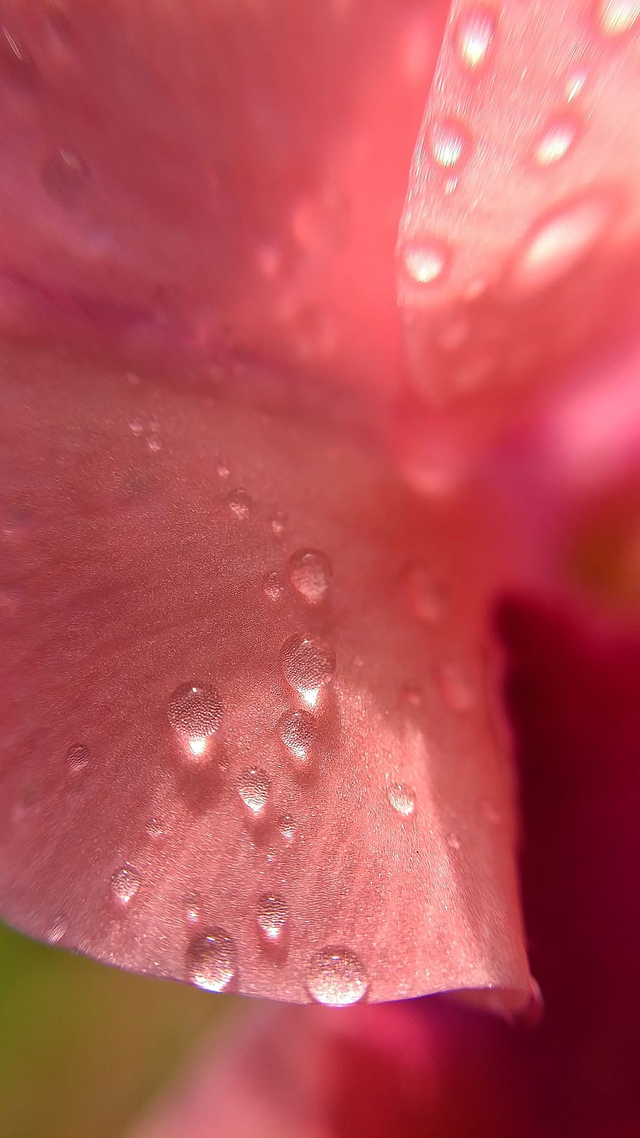 Капля, цветок, макро, розовый. Розовая фото картинки. Капли розовые обои высокого разрешения. Розовые капли воды