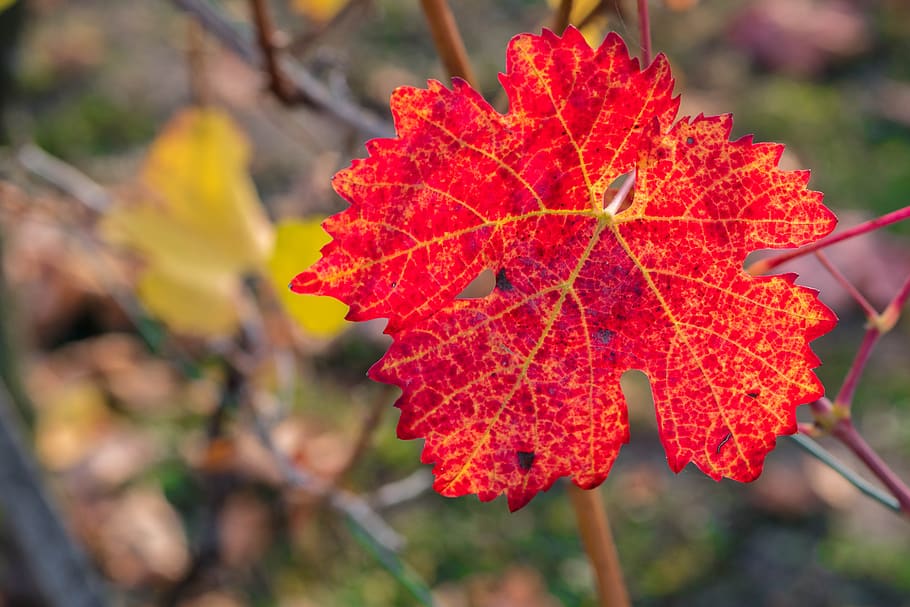 leaf, wine, wine leaf, autumn, plant, nature, fall foliage, red, fall color, climber plant