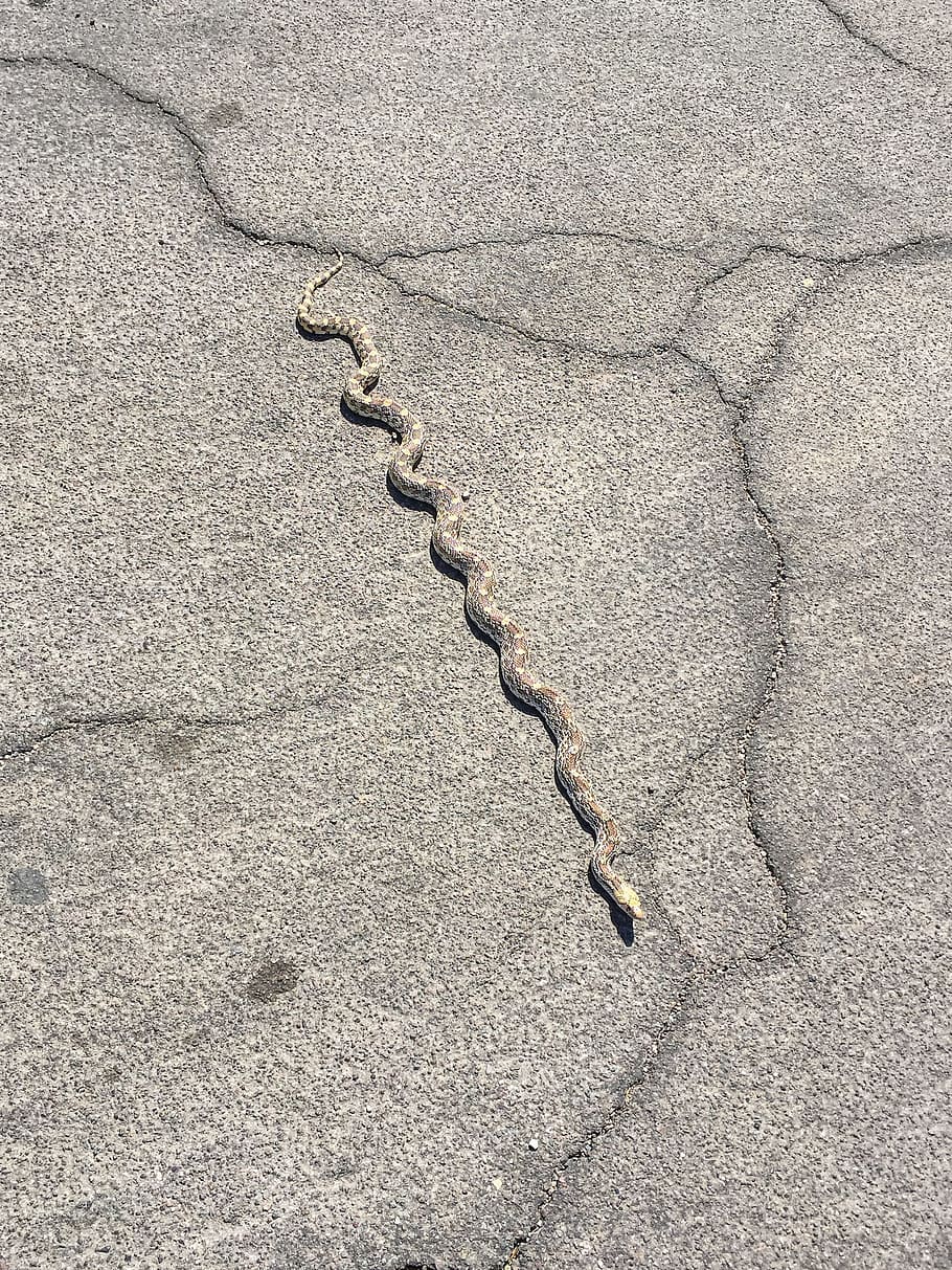 serpiente, haciendo, camino, cruzado, pavimentado, camino., vida silvestre, asfalto, serpiente toro, reptil